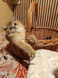 Scottish straight venduto