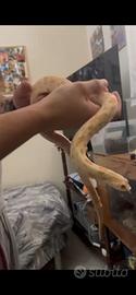 Serpente