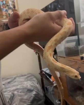 Serpente
