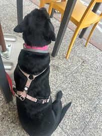 Cucciola