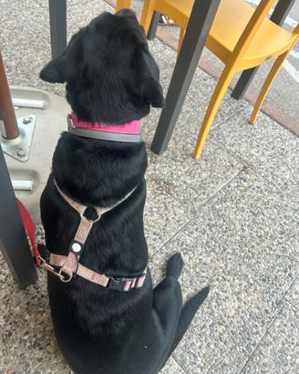 Cucciola