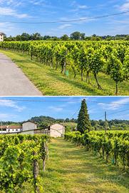 Terreno agricolo ed edificabile a Faedis