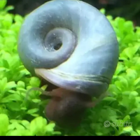 Lumachine Planorbarius Corneus