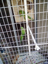 Parrocchetti dal collare