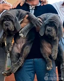 Mastino napoletano