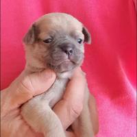Cuccioli di chiuhuahua toy