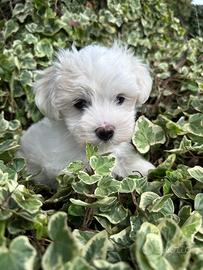 Maltese&maltesi
