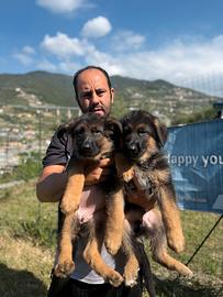 Cuccioli di pastore tedesco