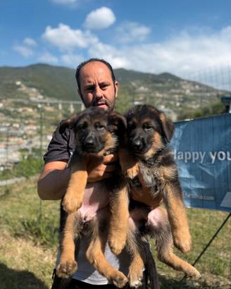 Cuccioli di pastore tedesco