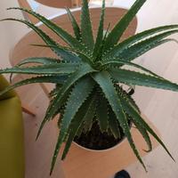Aloe arborescens