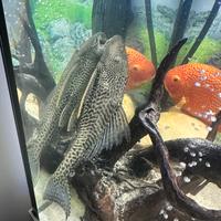 Plecostomus