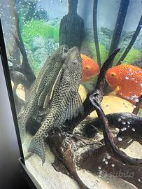 Plecostomus