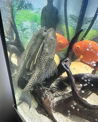Plecostomus