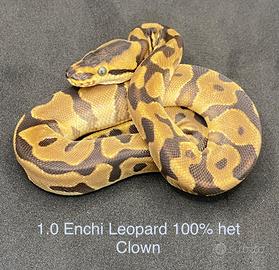 Enchi Leopard het clown