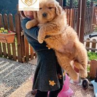 Golden retriever americano con pedigree