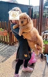 Golden retriever americano con pedigree