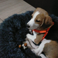 Beagle di 6 mesi