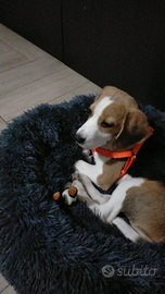 Beagle di 6 mesi