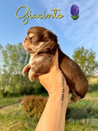 Chihuahua maschio choco tan