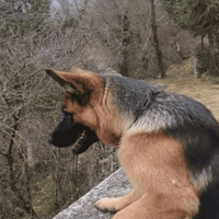 Femmina pastore tedesco