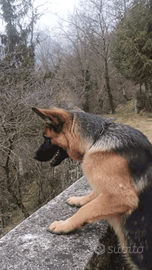 Femmina pastore tedesco