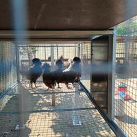 Pulcini e pulcinotti di gallina padovana