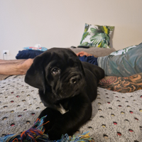 Cucciolo cane corso
