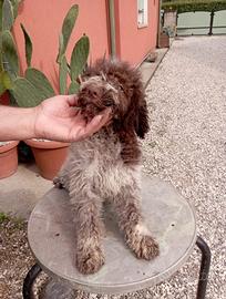 Cucciolo di Lagotto romagnolo