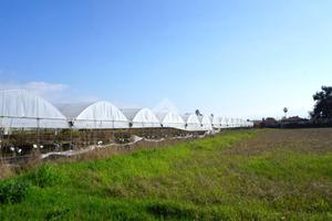 TER. AGRICOLO A EBOLI