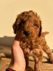 Cucciolo barboncino toy red