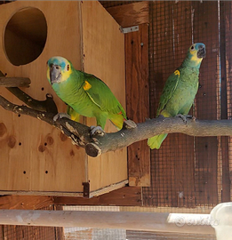 Coppia amazzone fronte blu