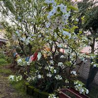 Piante giardino