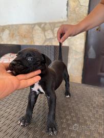 Cuccioli pitbull
