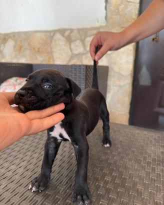Cuccioli pitbull