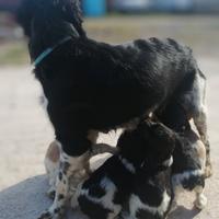 Breton cuccioli di razza pura