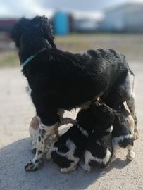 Breton cuccioli di razza pura
