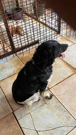 Breton maschio quasi 8 anni