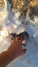 capra maltese