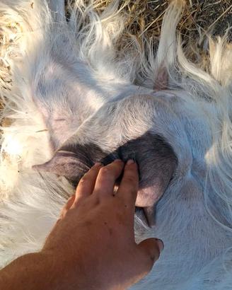 capra maltese