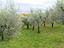 Immagine 13