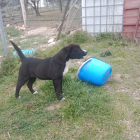 Cuccioli pastore dell'Asia centrale