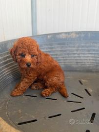 Cuccioli di barboncino toy red