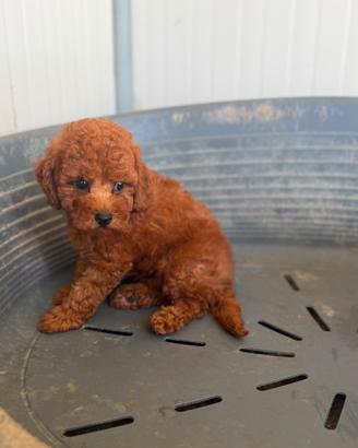 Cuccioli di barboncino toy red