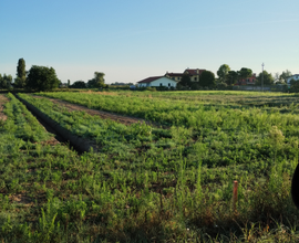 Terreno agricolo