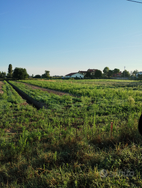 Terreno agricolo