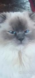 ragdoll