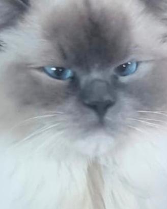 ragdoll