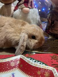 Coniglio ariete nano