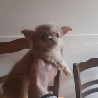 Vendita chihuahua