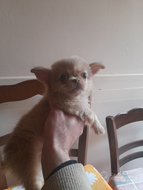 Vendita chihuahua